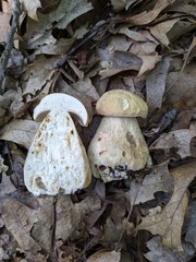 Boletus nobilissimus