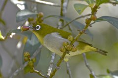 Zosterops maderaspatanus