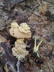 Carcinomyces effibulatus