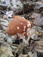 Carcinomyces effibulatus