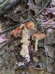 Carcinomyces effibulatus