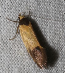 Merocroca automima