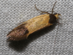 Merocroca automima