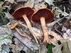 Cortinarius hesleri