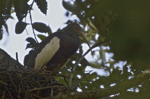 Madagascar Ibis (Lophotibis cristata), photo 10