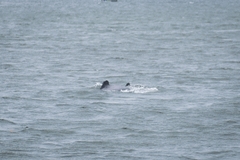Cephalorhynchus eutropia