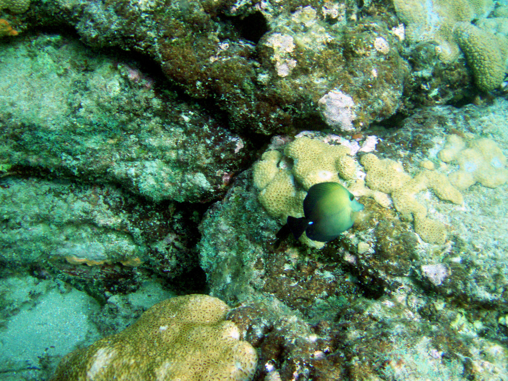 Photo of Yellow Tang (Zebrasoma scopas)