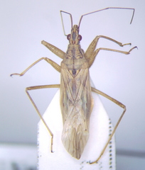 Nabis pseudoferus