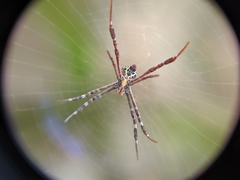 Argiope