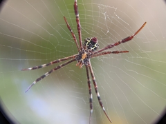 Argiope