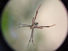 Argiope