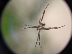 Argiope