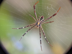 Argiope