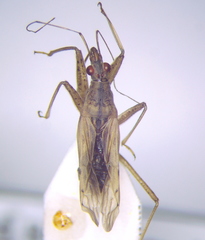 Nabis rugosus