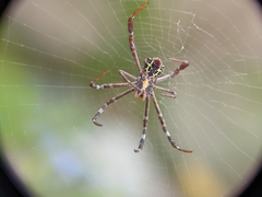 Argiope