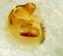 Nabis rugosus