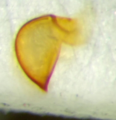 Nabis rugosus