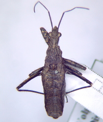Coranus woodroffei