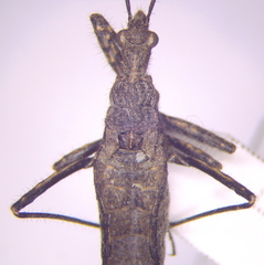 Coranus woodroffei