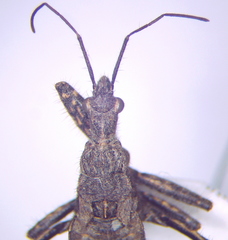 Coranus woodroffei