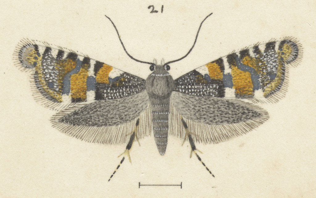 Glyphipterix euastera