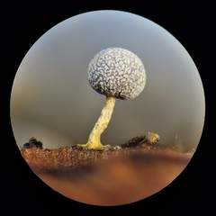 Physarum globuliferum