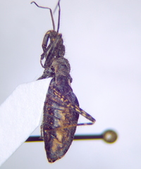 Coranus woodroffei