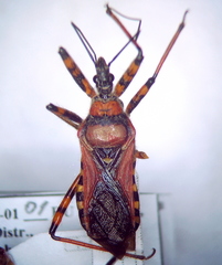 Rhynocoris iracundus