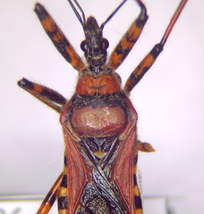 Rhynocoris iracundus