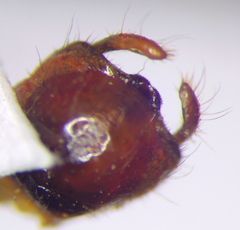 Rhynocoris iracundus