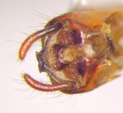 Rhynocoris iracundus