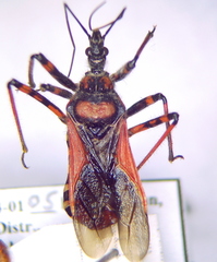 Rhynocoris iracundus