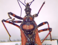 Rhynocoris iracundus