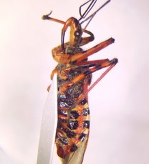 Rhynocoris iracundus