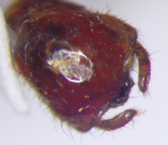 Rhynocoris iracundus