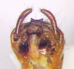Rhynocoris iracundus