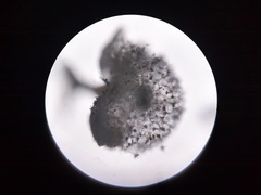 Physarum globuliferum