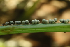 Physarum globuliferum