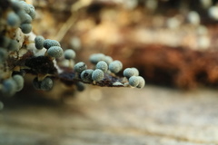 Physarum globuliferum