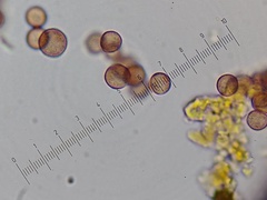 Physarum globuliferum