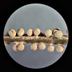 Physarum globuliferum