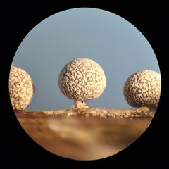 Physarum globuliferum