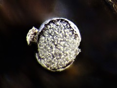 Physarum globuliferum