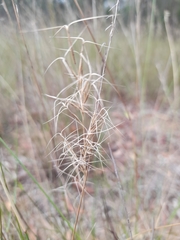 Aristida ramosa