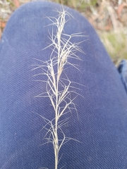Aristida ramosa
