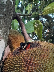 Hamadryas amphinome