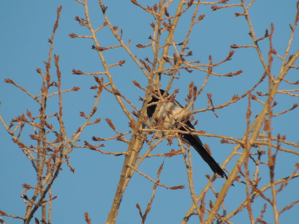 Eurasian Magpie From On March 11   Large 