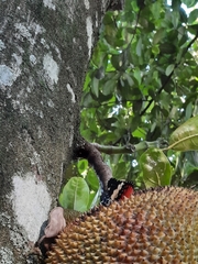 Hamadryas amphinome