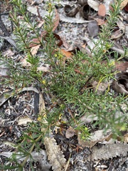 Acacia baueri baueri