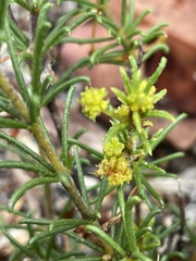 Acacia baueri baueri